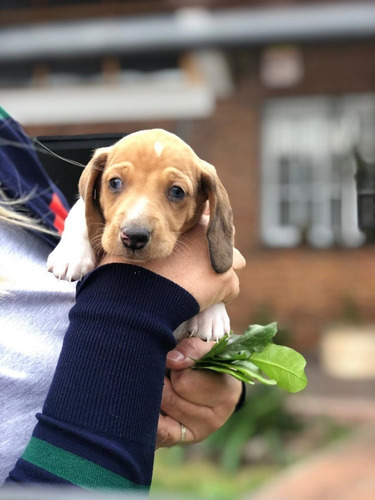 Cachorros Dachshund Mini