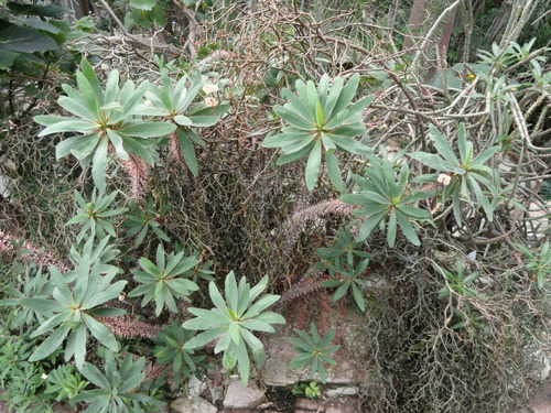 Euphorbia Didiereoides (aloe, Haworthia, Lithops).