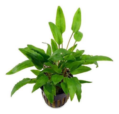 Planta Acuática Cryptocoryne Para Peceras