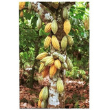 50 Semillas De Cacao Criollo ( Germinacion Rapida )