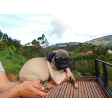 Perros Cachorros Pug Mini Pet San Gil Cali Medellin Bogota