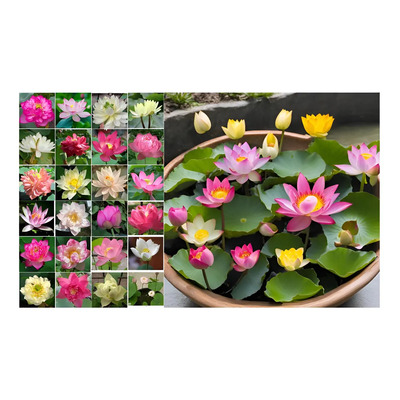 10 Semillas De Loto Sagrado Nelumbo Nucifera Acuático | MercadoLibre