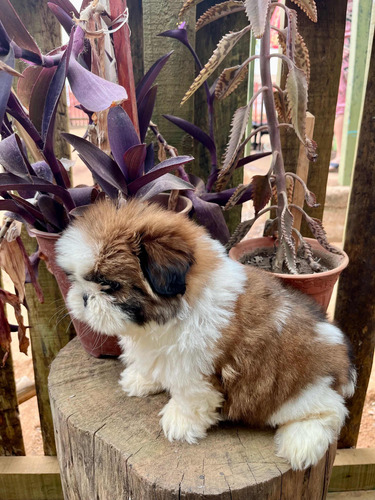 Precioso Machito Shihtzu- Shitzu Listo Shih Tzu