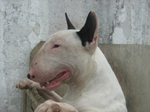 Filhotes Bull Terrier - Oportunidade