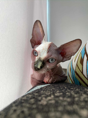 Gato Sphynx