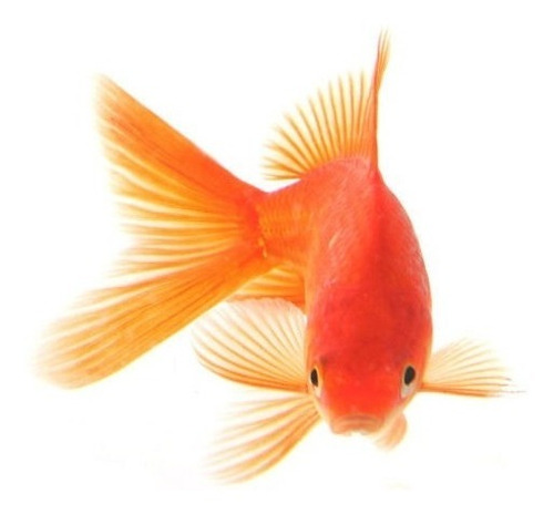 Goldfish Chico Surtido Hot Sale Mundo Acuatico