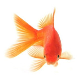 Goldfish Chico Surtido Hot Sale Mundo Acuatico