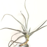 Tillandsia Graomogolensis ( 1 Muda, Airplant )