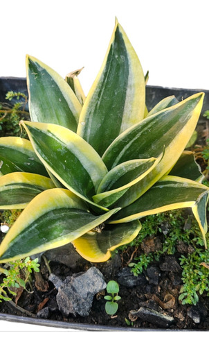 Sansevieria Enana, Lengua De Suegra Enana + Regalo