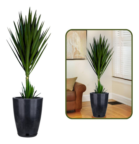 Planta Yucca Grande + Vaso Decorativo Premium 29x44