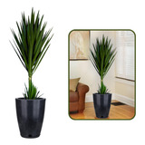 Planta Yucca Grande + Vaso Decorativo Premium 29x44