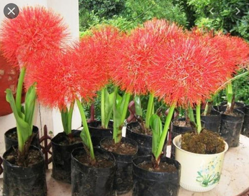 1 Semilla Bulbo Haemanthus Multiflora África Rara Flor Roja 