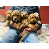 Cachorros Cocker Spaniel Vacunados Super Sanos 