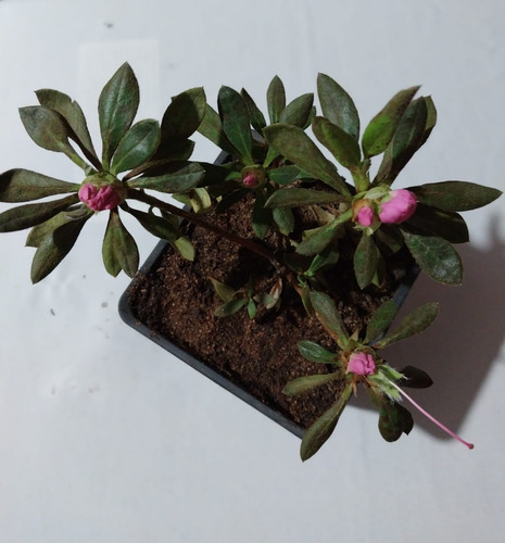 Planta Azalea Rosada 20 Cm.