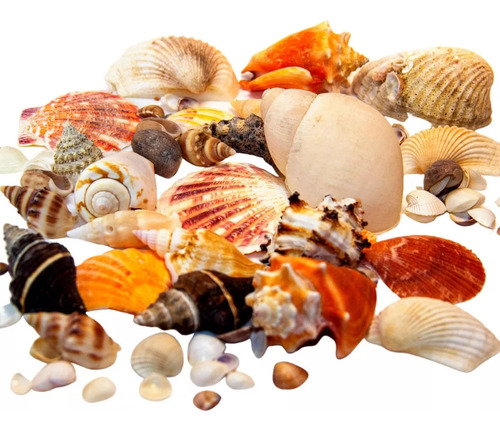 Conchas Do Mar Naturais Decoração 360g Natural Marinha Linda