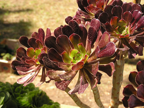 Suculenta Aeonium Arboreum (rosa Negra)