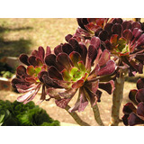 Suculenta Aeonium Arboreum (rosa Negra)