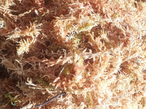 1k Musgo Sphagnum Moss. Turba Kokedamas, Carnívora, Jardín  