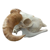 Cranio Natural De Carneiro / Caveira / Modelo Anatômico