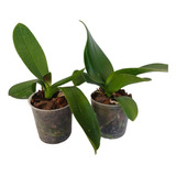 2 Orquídeas Phaleanopsis Variada Adultas Pote 12 Promoção
