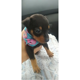 Lindos Cães Bbs Filhotes De Pinscher Bem Pequenos 