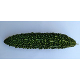 30 Sementes De Nigauri (goya,nigagori) Frutos Verde-escuros 