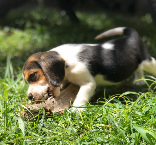 Beagle Machitos