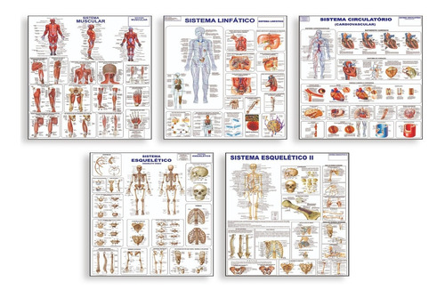 5 Mapas - Muscular Linfático Circulatório Esquelético 1 E 2