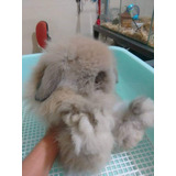 Mini Lop Nacional, Mini Coelho