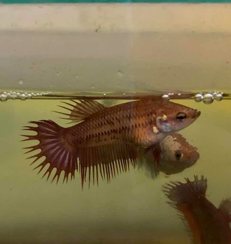 Peixe Betta Red Camboja Crowntail Lote 3 Fêmeas. Promoção!