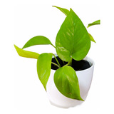 Planta Interior Potus Limon C/maceta12 Premium Plato