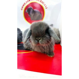 Holland Lop 100% Puros 