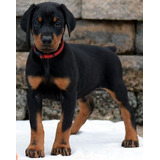 Cachorros Doberman Perrito Doverman Puppy Dobermen