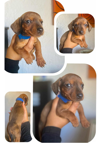 Dachshund Salchicha