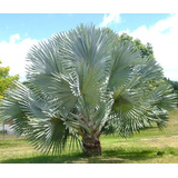 Palmeira Azul Bismarckia Nobilis 40 Sementes P/muda + Brinde