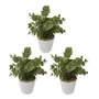 Planta Flores Maceta Artificial Decoracion M9 X3 Unid Sheshu Color Verde | MercadoLibre