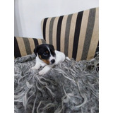 Jack Russell Terrier Machos Inigualable