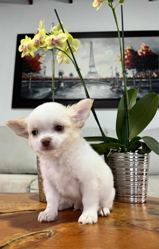 Chihuahua (perros De Raza)