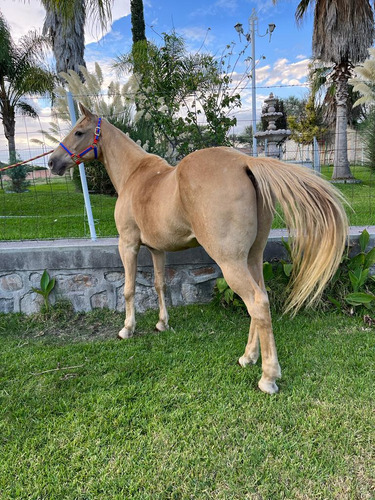 Caballo Cuarto De Milla Bayo Mapano