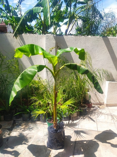 Plantas  Bananos Bananeros Palmeras