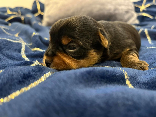 Bellos Yorkshire Terrier Miniatura Padres Inscritos