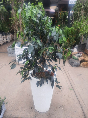 Ficus Benjamina Grande En Macetero Desmontable