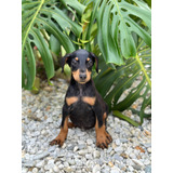 Venta Doberman Precio Medellin Cali Colombia Bogota Perros 