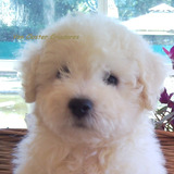 Bichon Frise Machos Ejemplares Pedigree Y Microchip!! Video