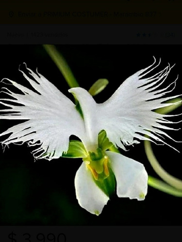 Semillas De Flor Orquídea Paloma O Habenaria Radiata