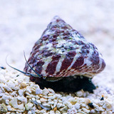 Trochus Spp - Caracol Marino - Oceanlife.arg