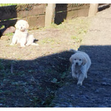 Cachorros Golden Retriever