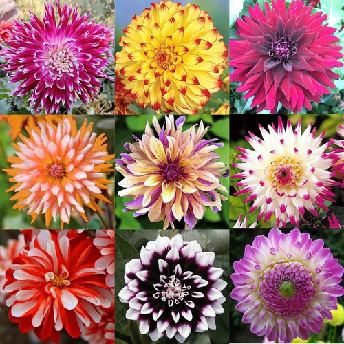 200 Semillas De Dahlia Mix Ada