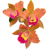 Orquídea  Cattleya  Adulta  Chocolate Drop  -  Vaso Inteiro