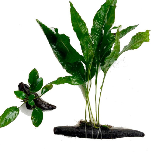 Planta Aquática 1 Microsorum 1 Anubia Nana Tronco De Aroeira